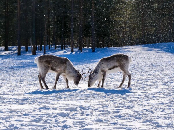 Inari-Päivä